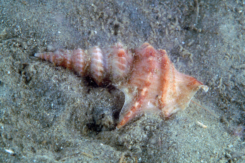 Aporrhais pespelecani